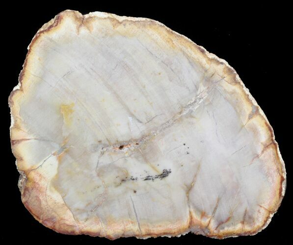 Petrified Wood (Araucaria) Slice - Madagascar #41405
